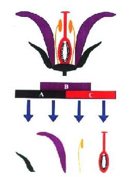 a scetch of the abc model