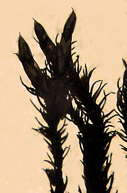 LON-CAPA BRYOPHYTES: Andreaea