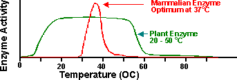 enzyme/temp