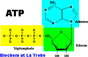 ATP