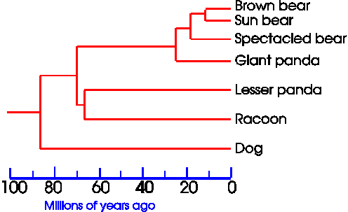 Cladogram 2