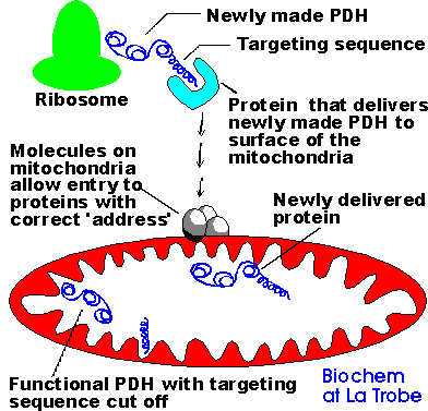 Targeting of PDH