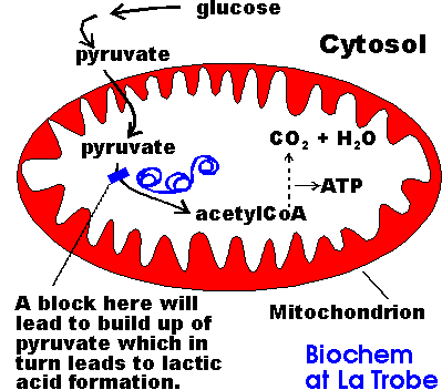 Function of PDH