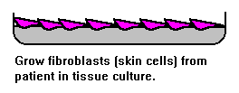 Skin cells