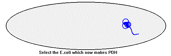 E.coli