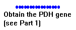 PDH gene