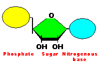 nucleotide