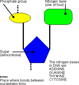 nucleotide