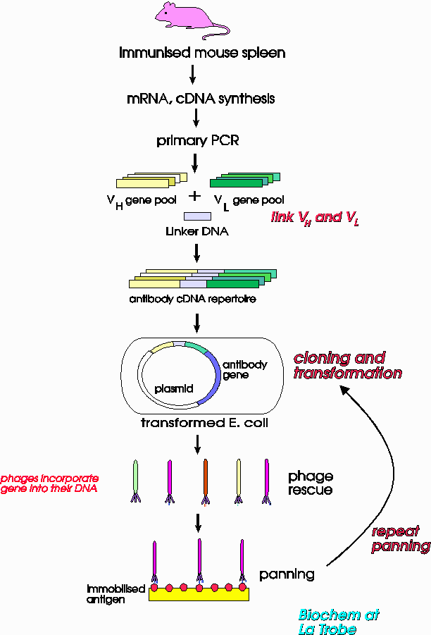 Mick's flow chart