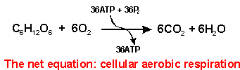 cellular respiration