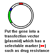 plasmid