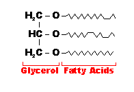 triglyceride