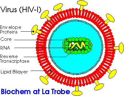 HIV