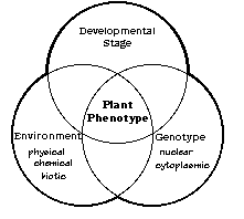 Plant Phenotype Diagram