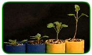 Phenotypes
