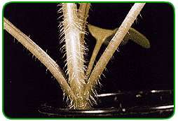 Hairy stem