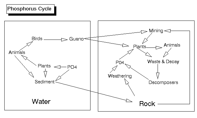 Phosphorous Cycle - Diagram