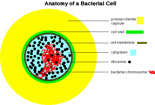 bacterial anatomy