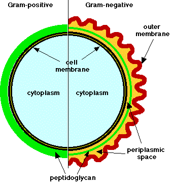 gram + and gram - cell architecture