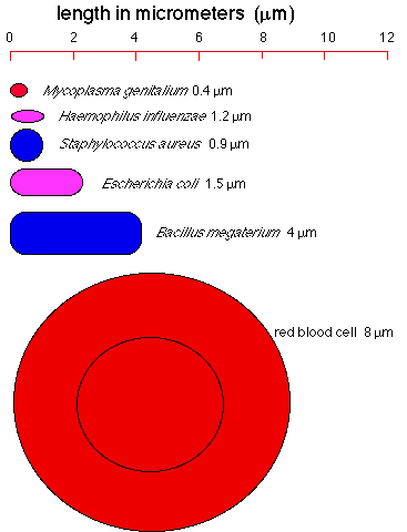 sizes of bacteria