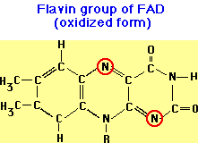 FAD oxidized form