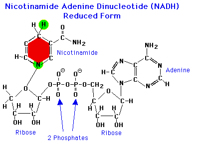 NAD reduced form