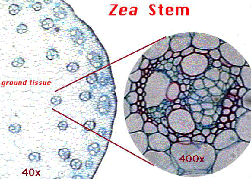 Lon Capa Plant Structure Ii