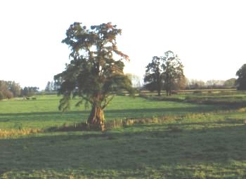 Taxodium near Ellecom