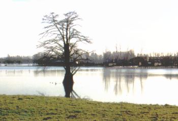 Taxodium near Ellecom