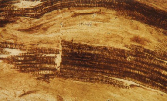 Tracheids of Asteroxylon