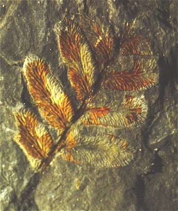 Reticulopteris münsteri